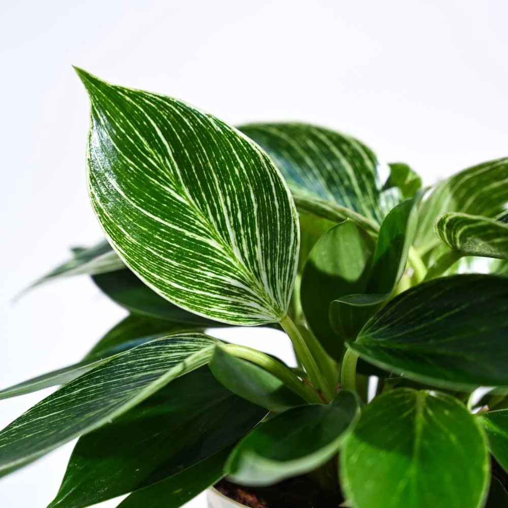 Philodendron Birkin Plant - Image 3