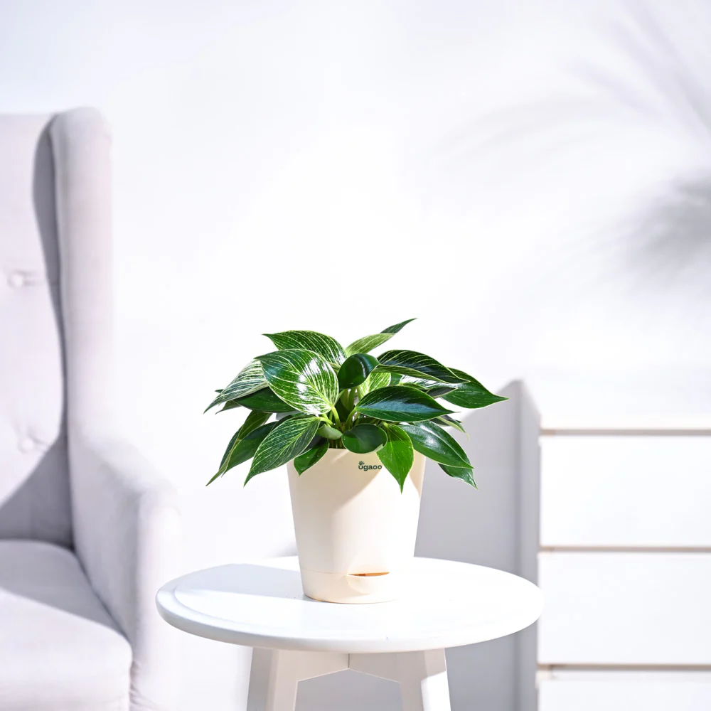 Philodendron Birkin Plant - Image 33