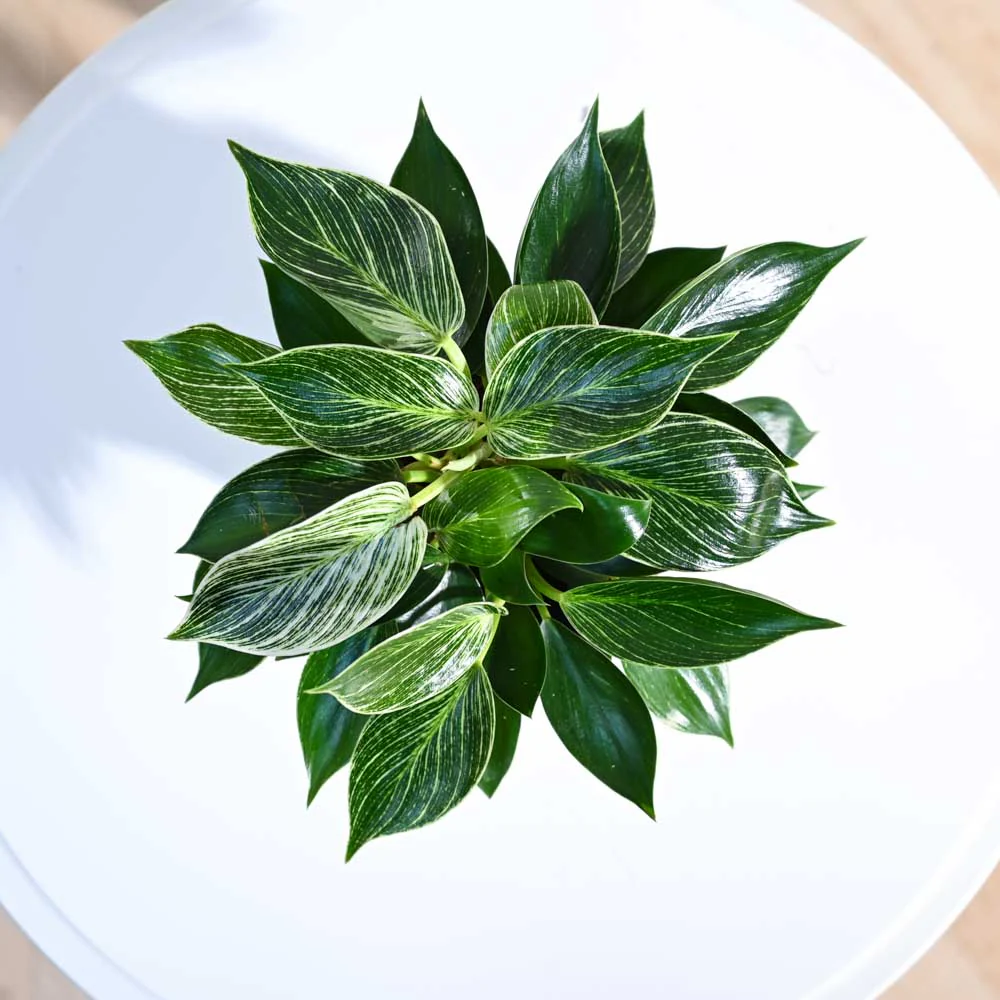 Philodendron Birkin Plant - Image 36