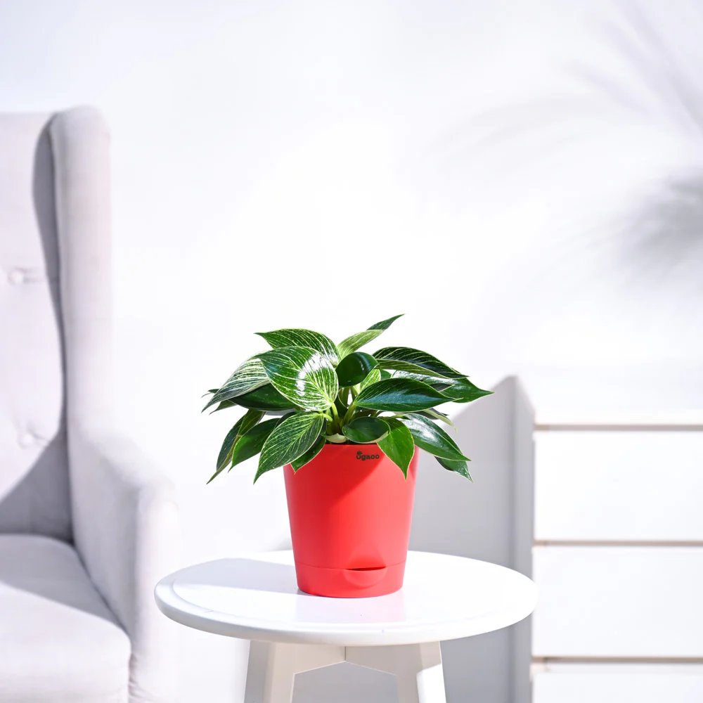 Philodendron Birkin Plant - Image 38