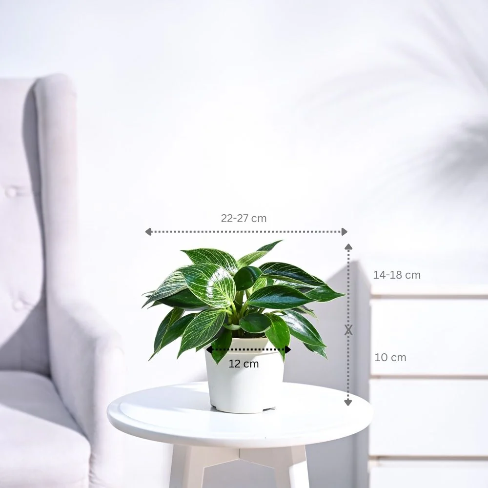 Philodendron Birkin Plant - Image 4