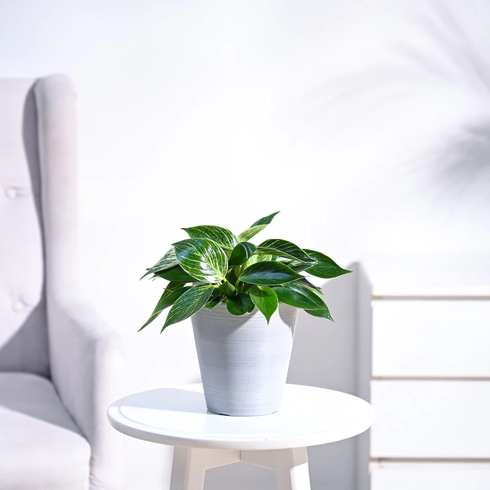 Philodendron Birkin Plant - Image 48