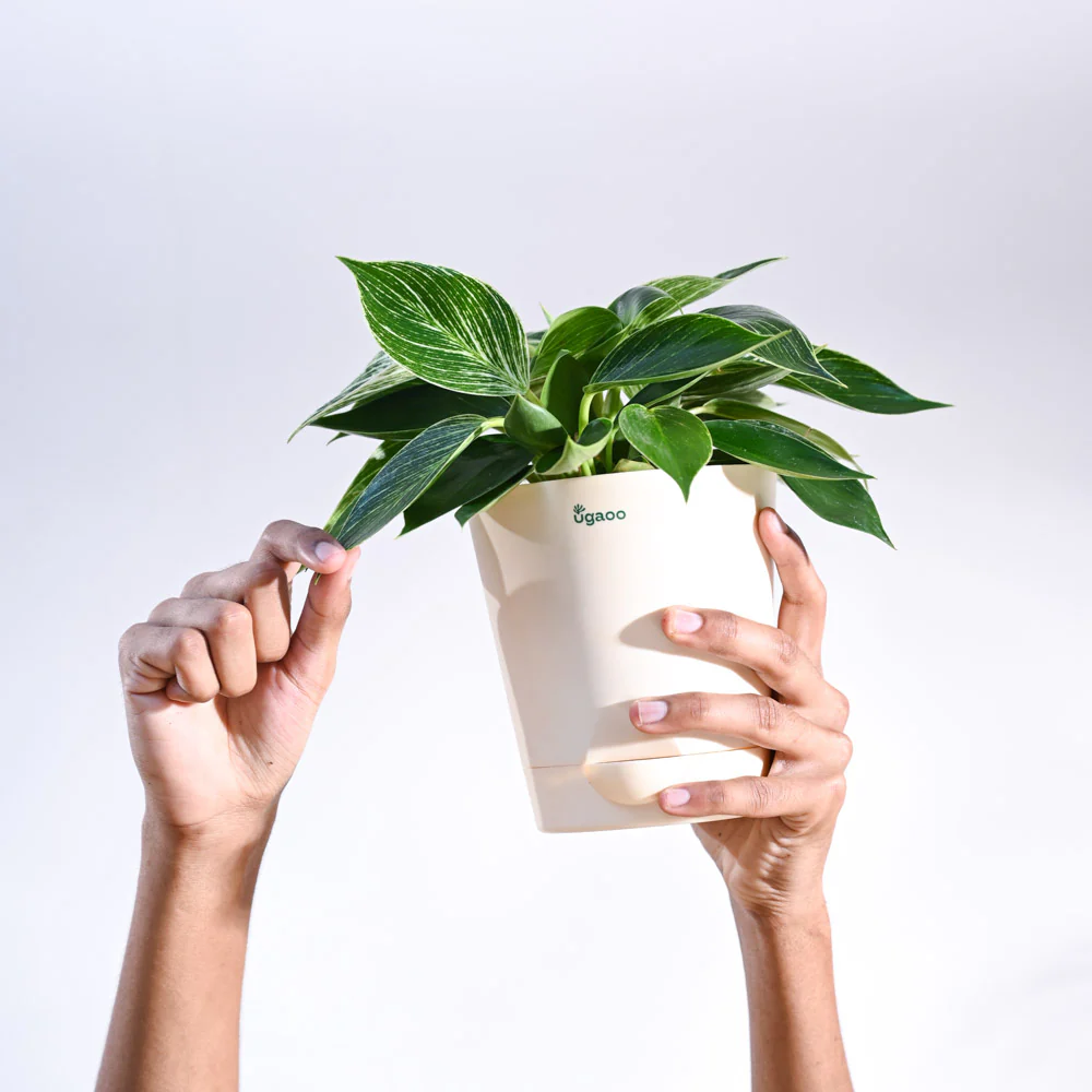 Philodendron Birkin Plant - Image 50