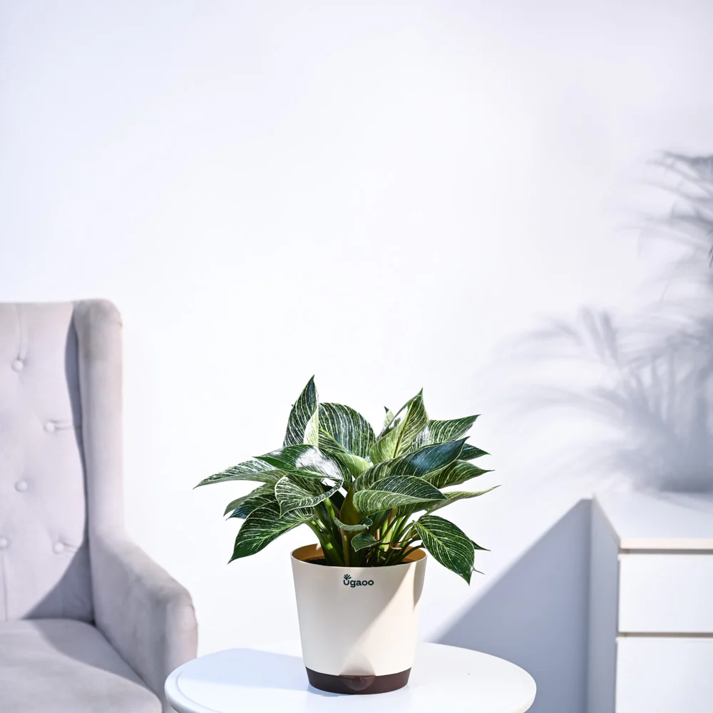 Philodendron Birkin Plant - Image 58