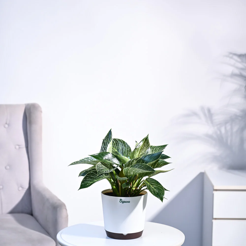 Philodendron Birkin Plant - Image 63
