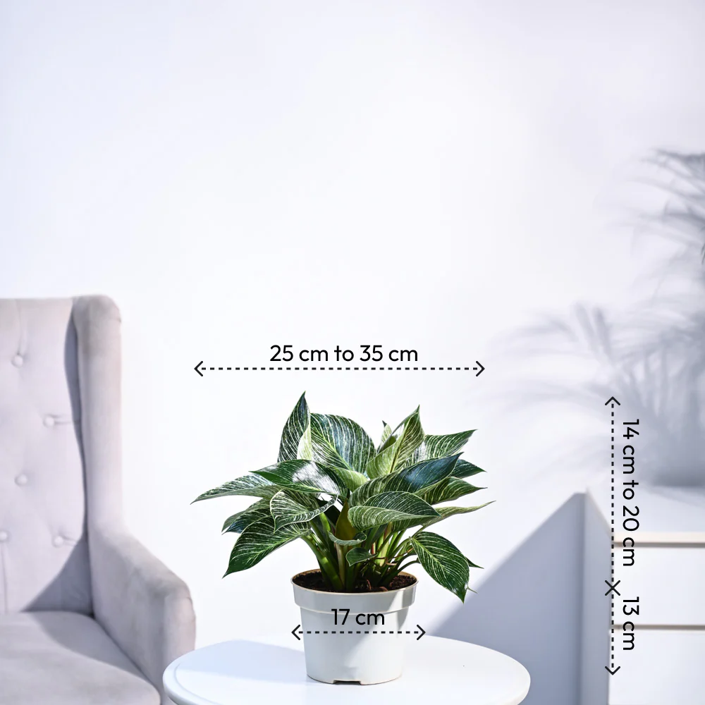 Philodendron Birkin Plant - Image 69