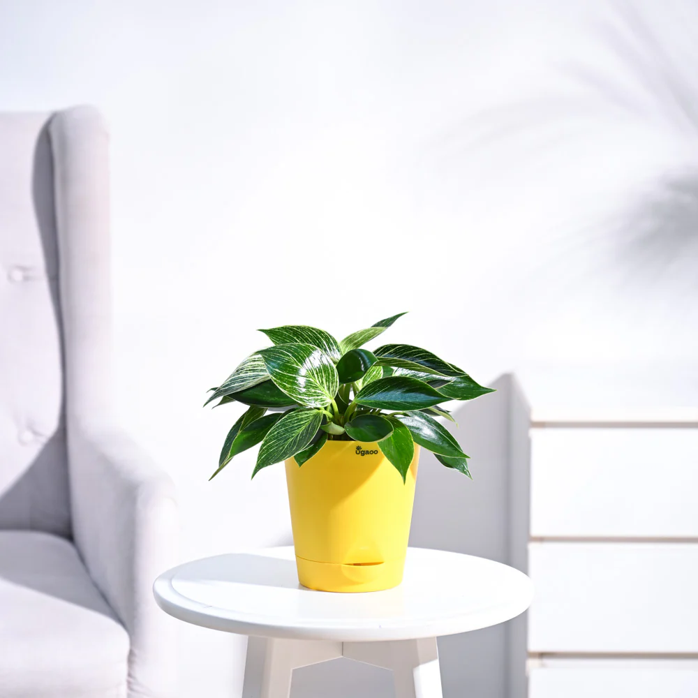 Philodendron Birkin Plant - Image 8