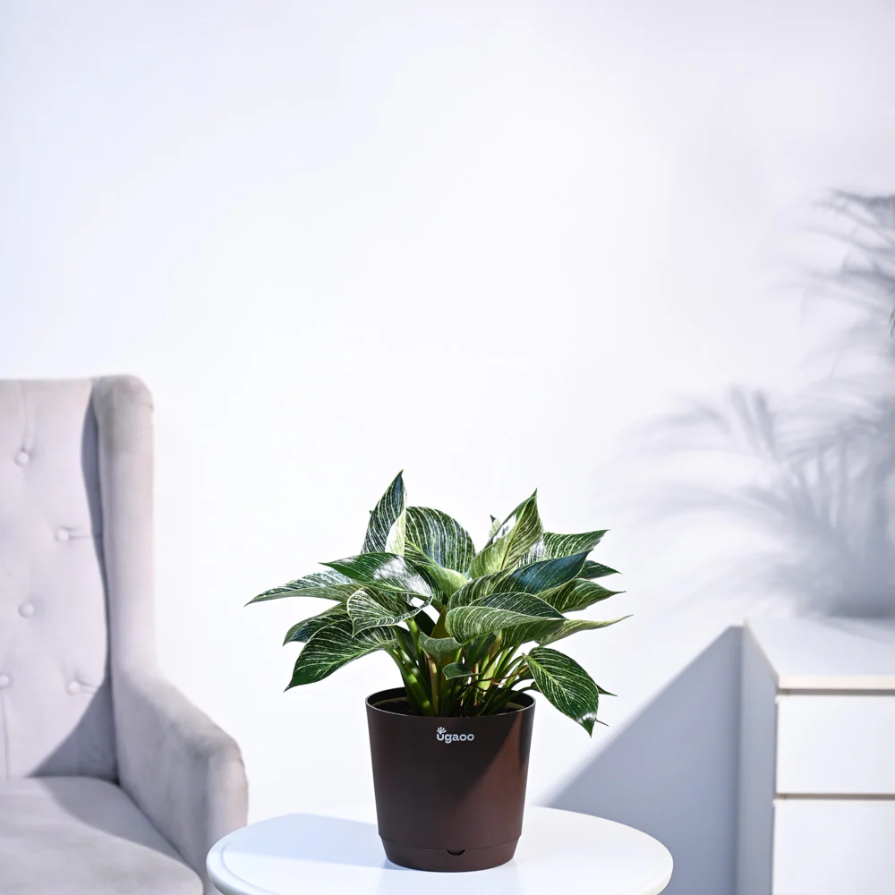 Philodendron Birkin Plant - Image 82