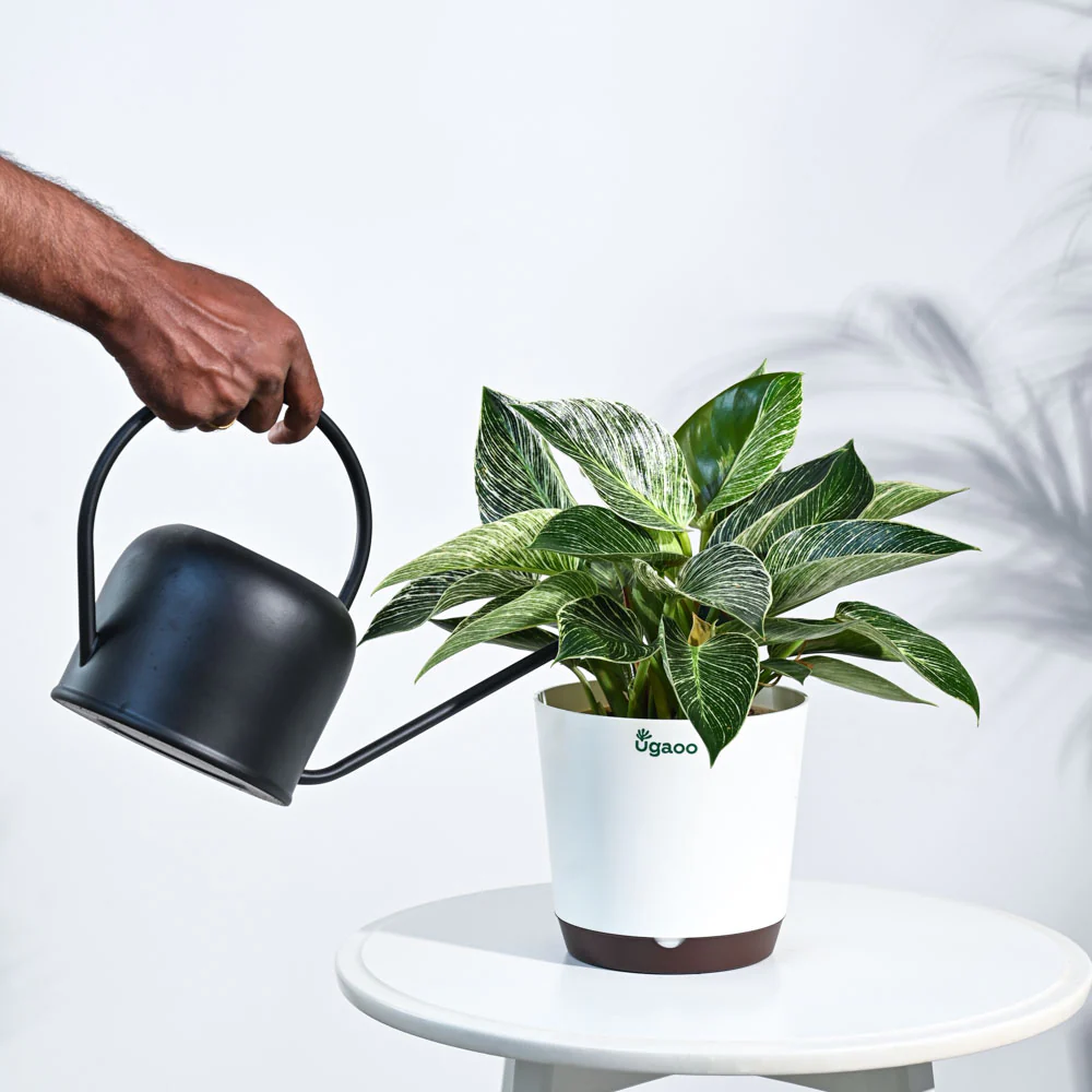 Philodendron Birkin Plant - Image 85
