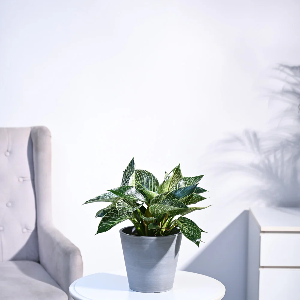 Philodendron Birkin Plant - Image 92