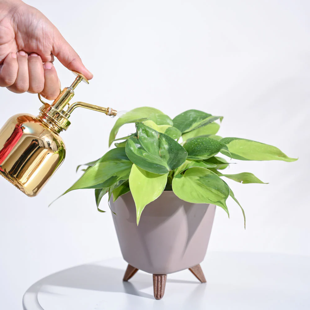 Philodendron Brasil Plant - Image 101
