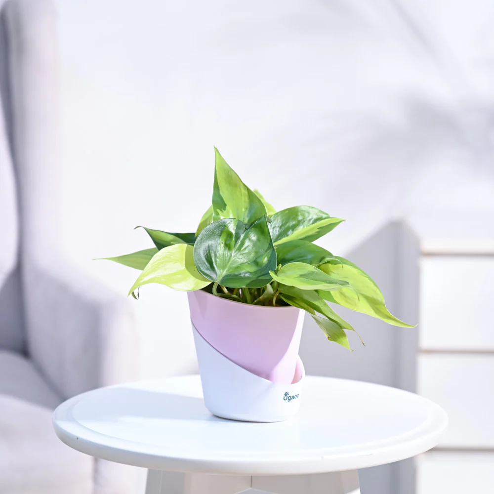 Philodendron Brasil Plant - Image 17