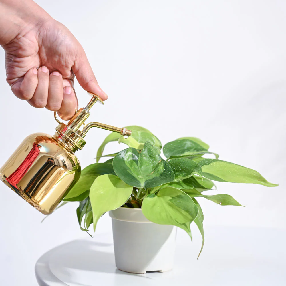 Philodendron Brasil Plant - Image 26