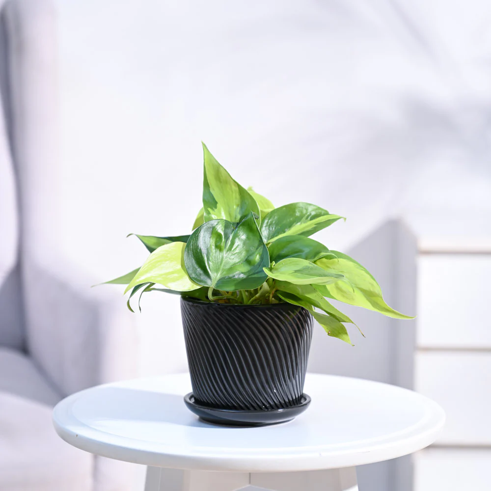 Philodendron Brasil Plant - Image 5