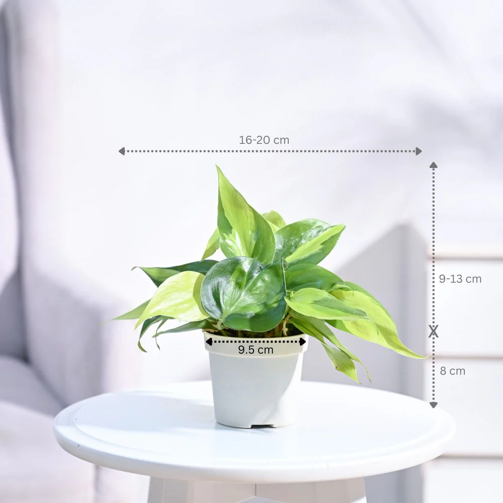 Philodendron Brasil Plant - Image 69