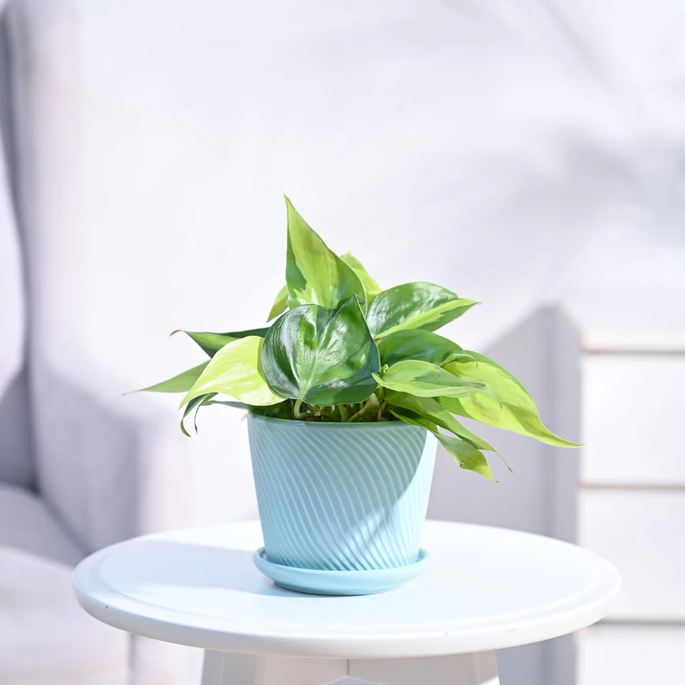 Philodendron Brasil Plant - Image 7