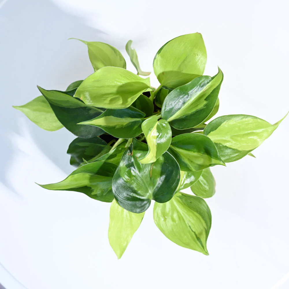 Philodendron Brasil Plant - Image 72