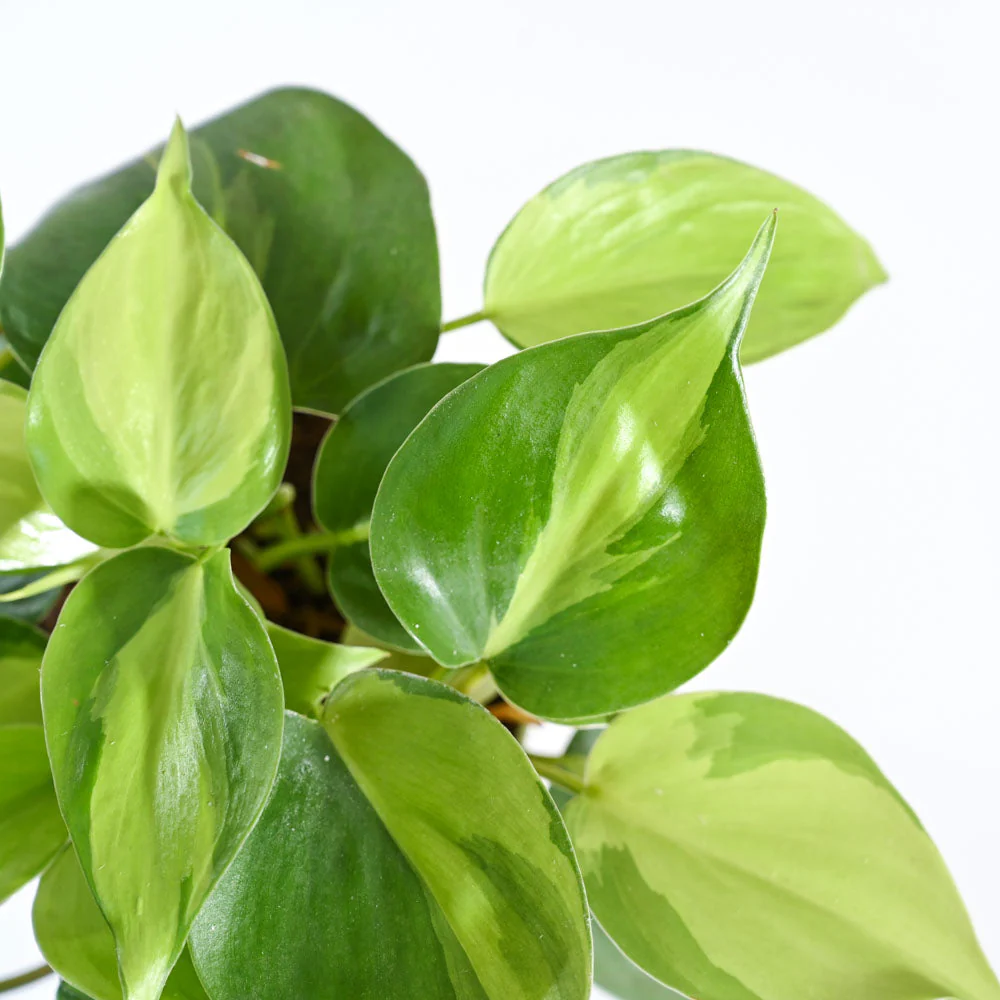 Philodendron Brasil Plant - Image 83