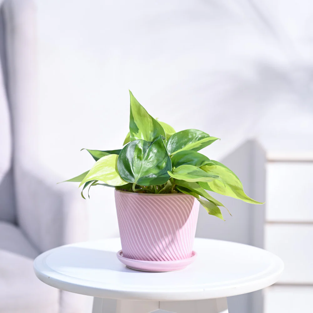 Philodendron Brasil Plant - Image 9