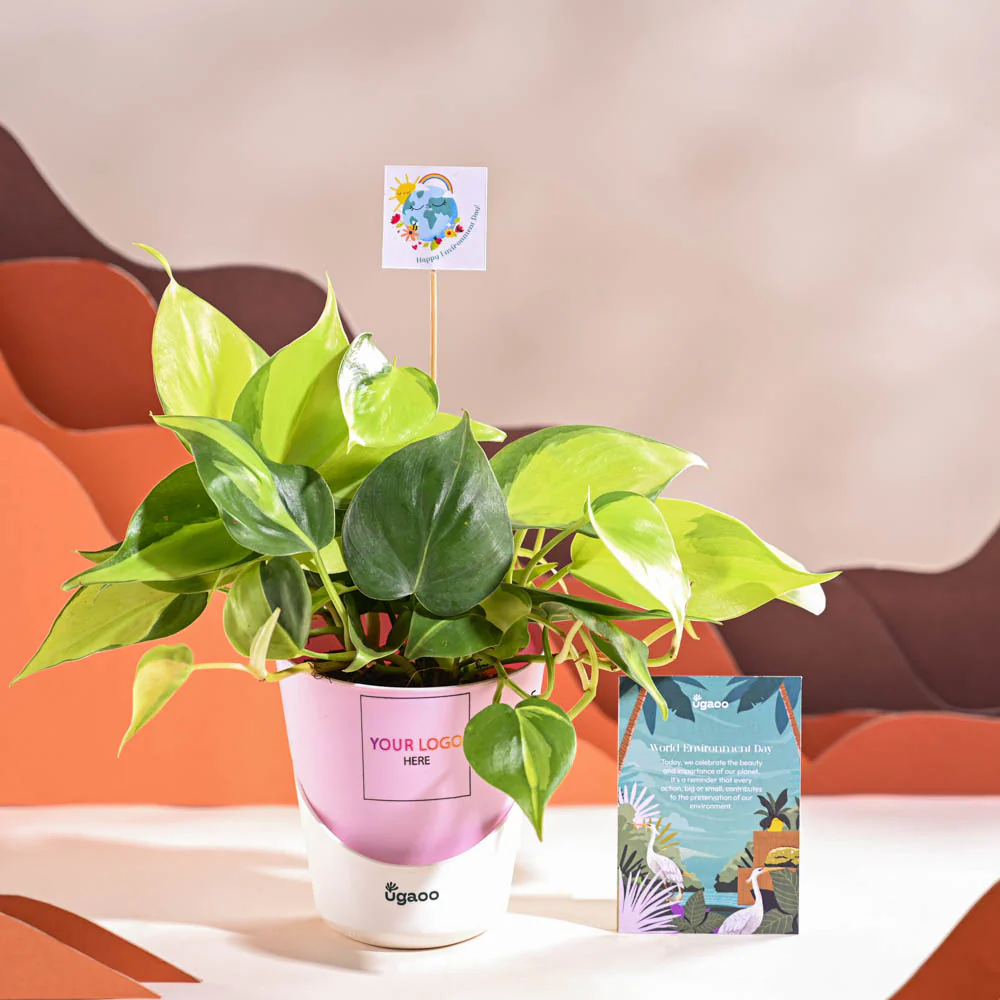 Philodendron Brasil Plant For Environment Day Gifting - Image 26