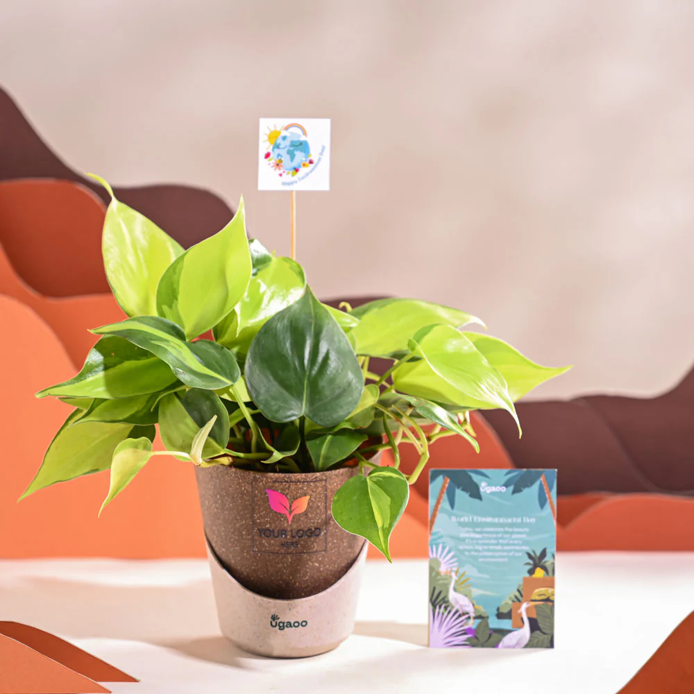 Philodendron Brasil Plant For Environment Day Gifting - Image 32