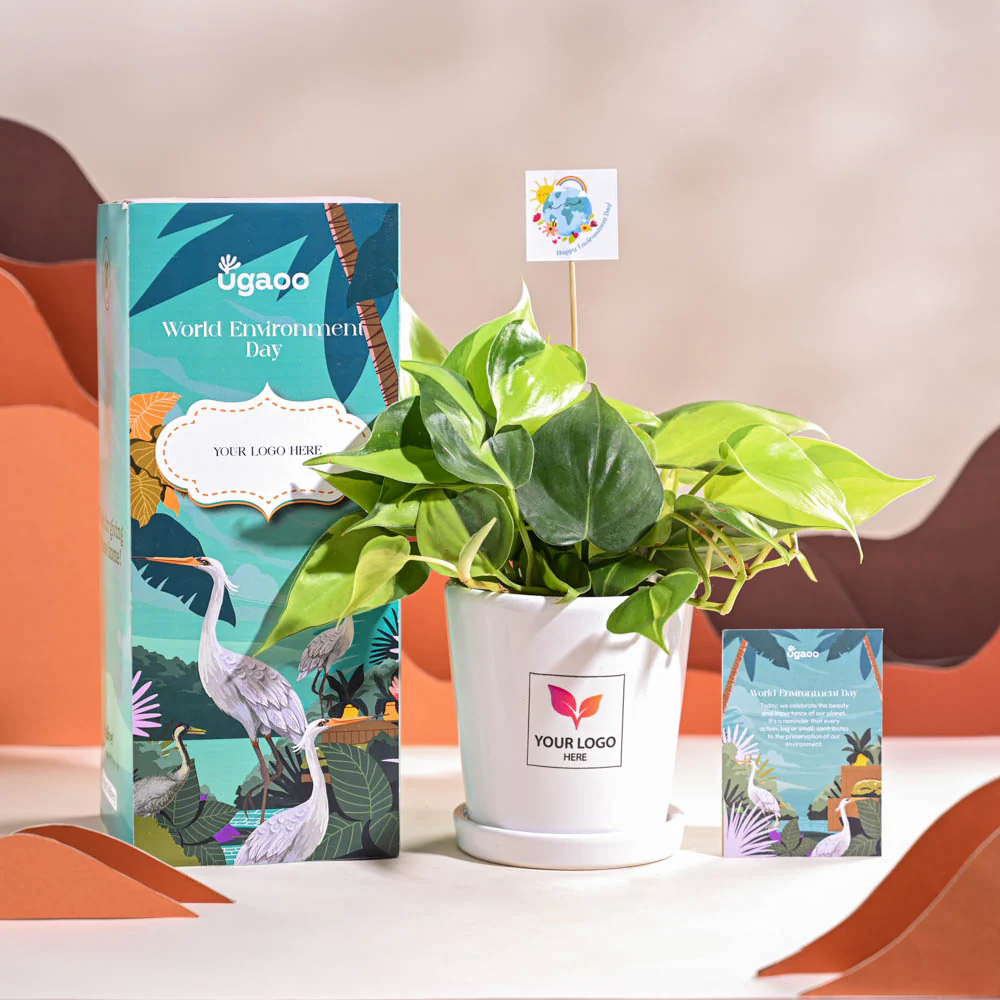 Philodendron Brasil Plant For Environment Day Gifting - Image 67