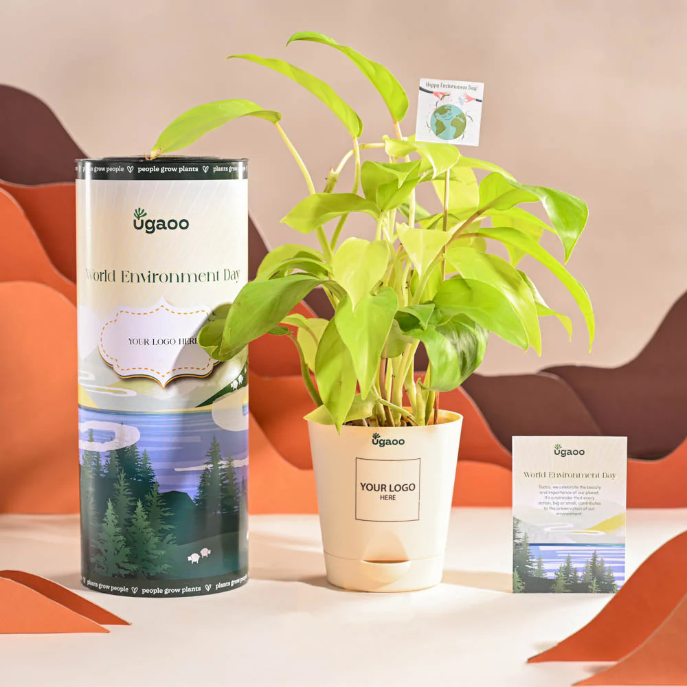 Philodendron Ceylon Golden Plant For Environment Day Gifting - Image 2