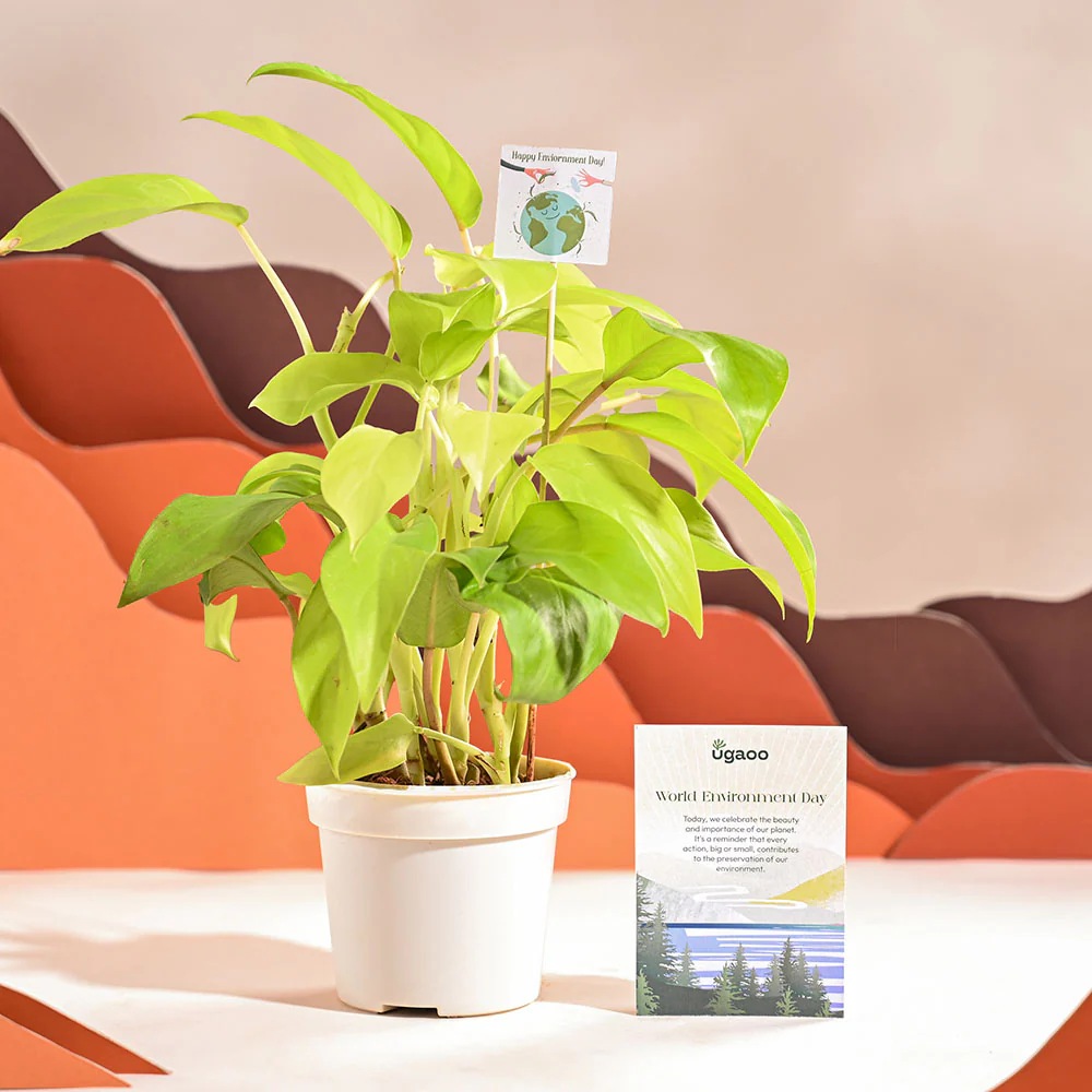 Philodendron Ceylon Golden Plant For Environment Day Gifting - Image 33