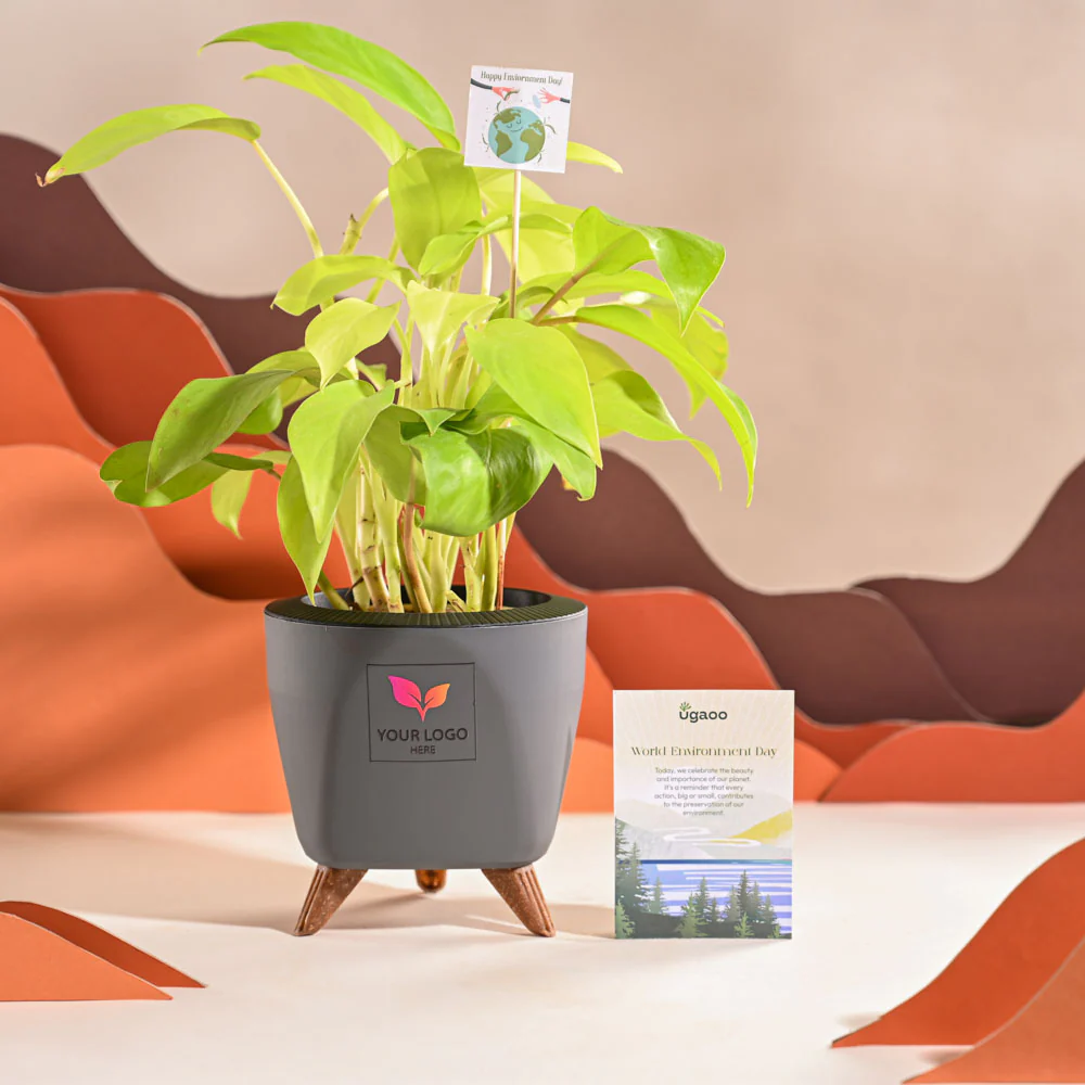 Philodendron Ceylon Golden Plant For Environment Day Gifting - Image 43