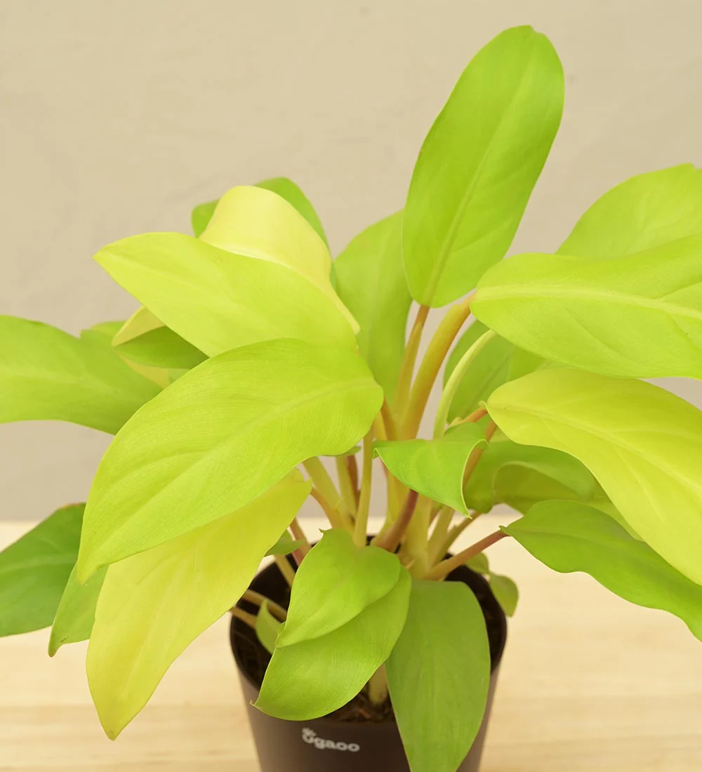 Philodendron Ceylon Golden Plant For Environment Day Gifting - Image 54