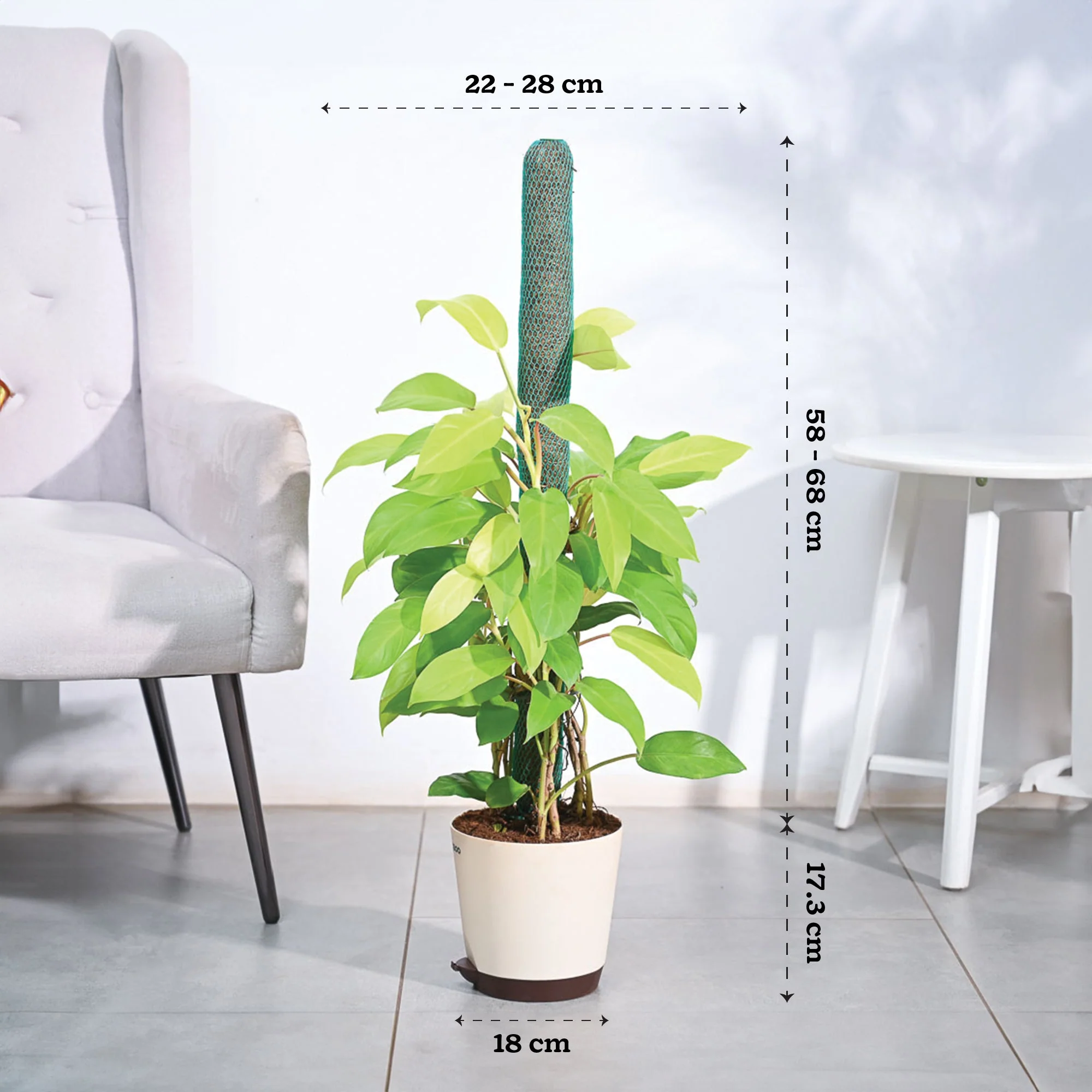 Philodendron Ceylon Golden Plant With Moss Stick - Image 2