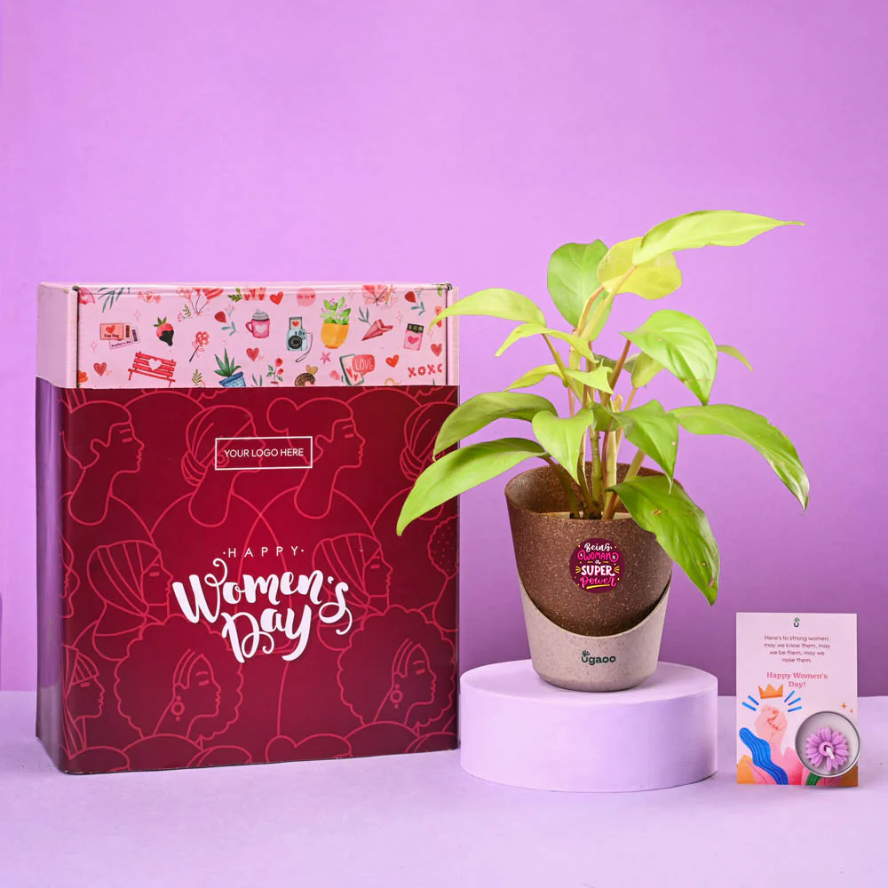Philodendron Ceylon Indulgence Women's Day Gift - Image 2