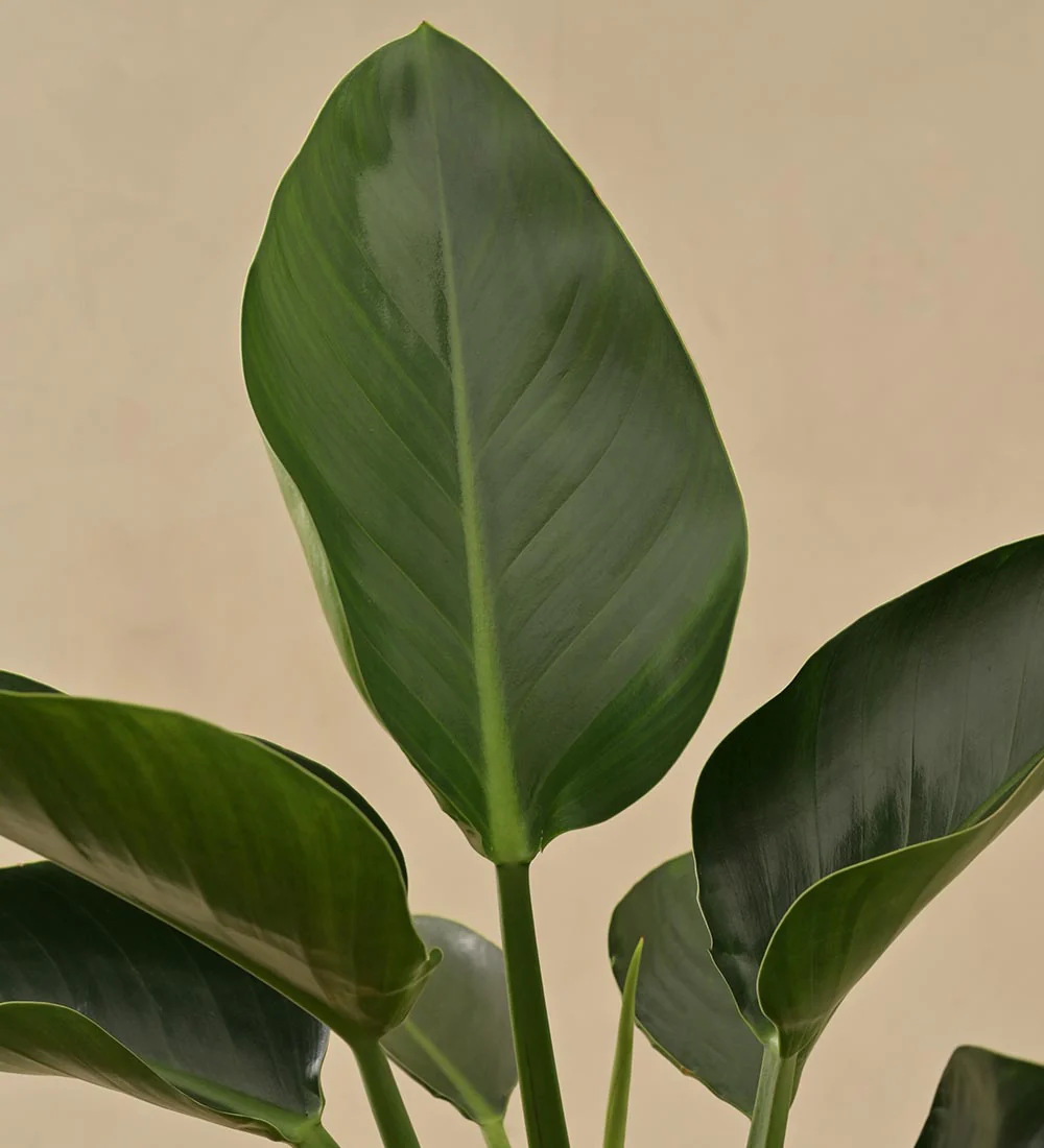 Philodendron Congo - Image 2