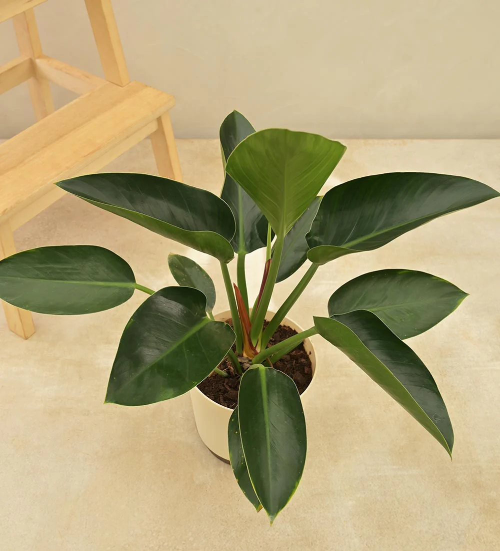 Philodendron Congo - Image 3