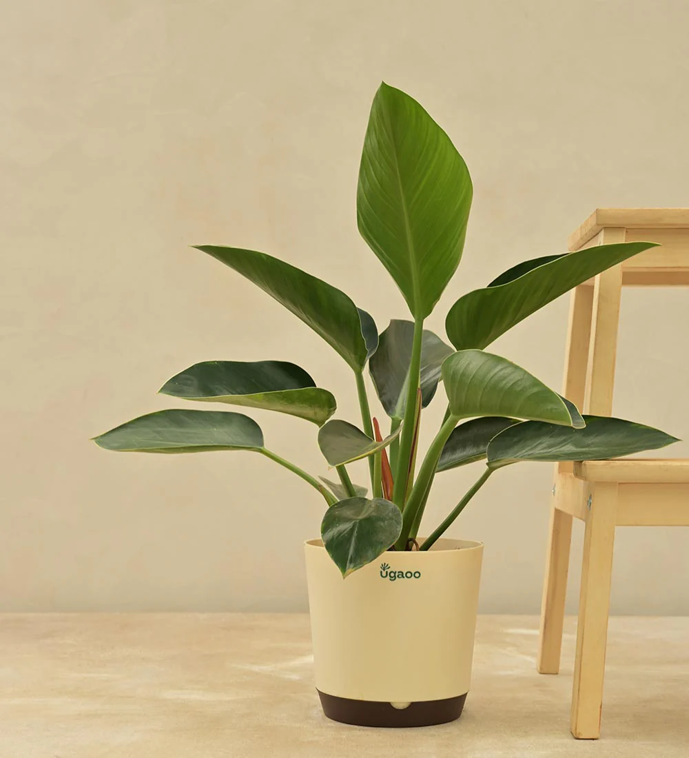 Philodendron Congo - Image 4