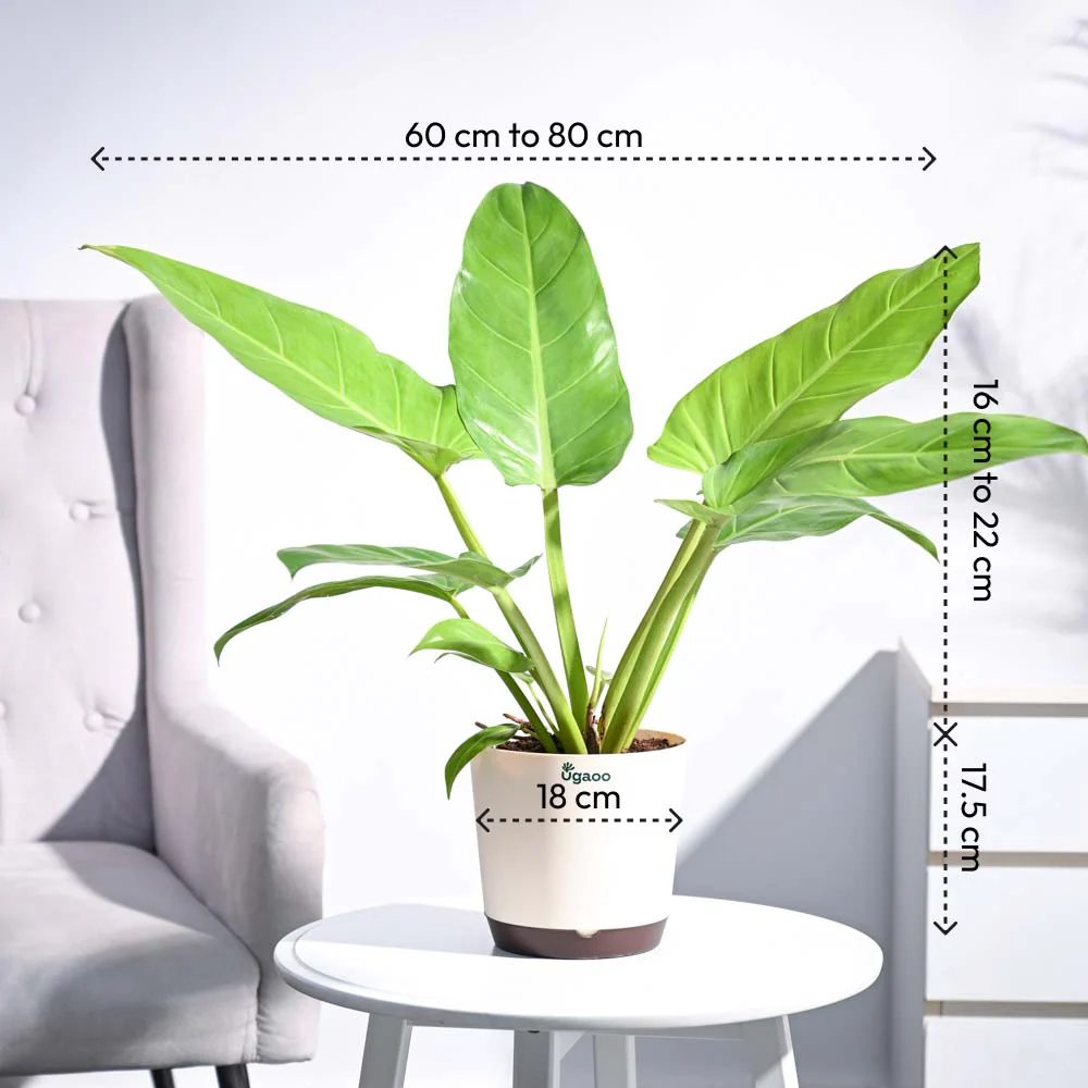 Philodendron Melinonii Golden - Large - Image 3