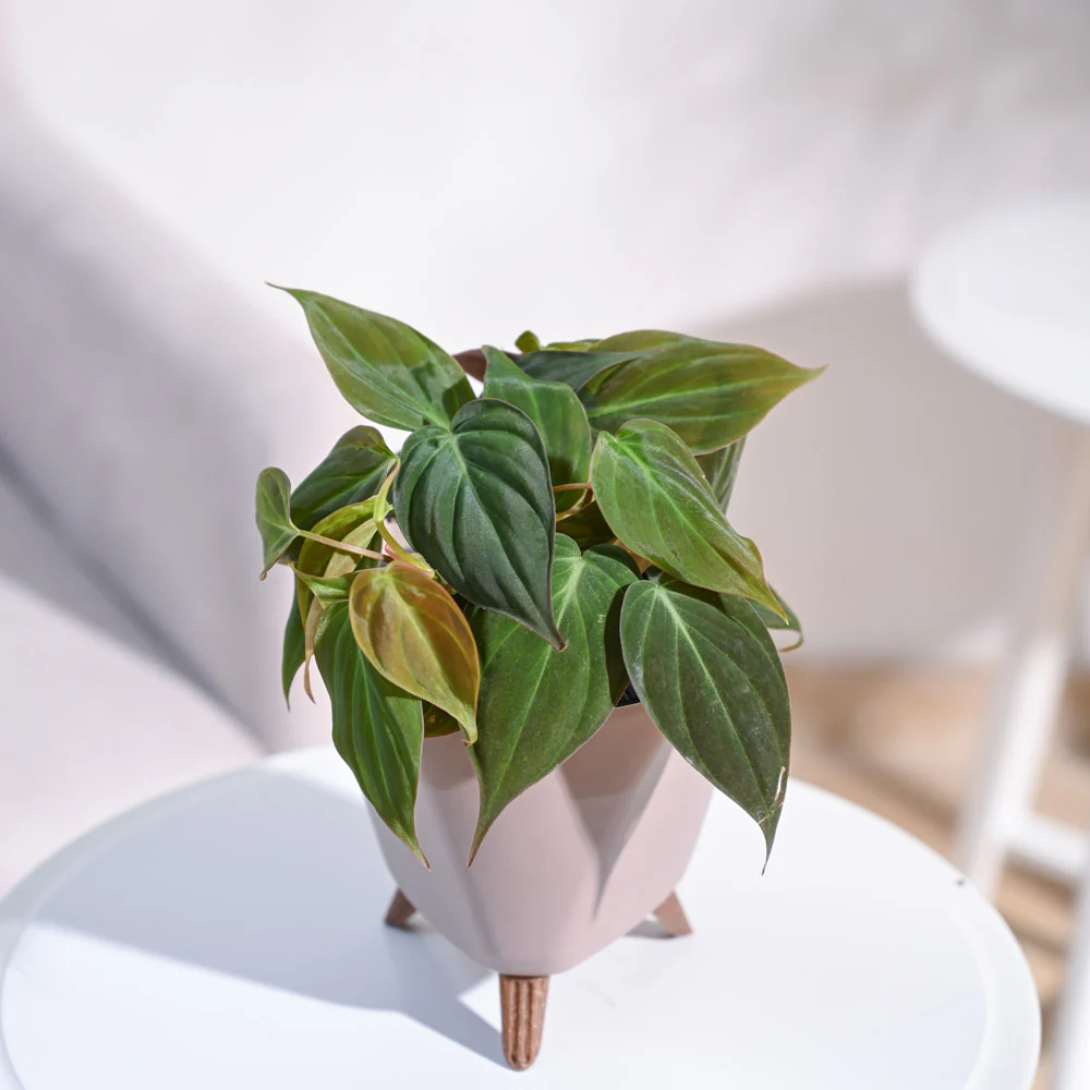 Philodendron Micans Plant - Image 18