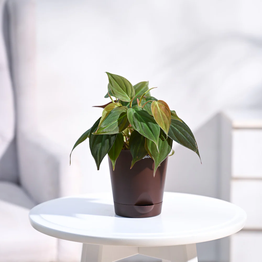 Philodendron Micans Plant - Image 27