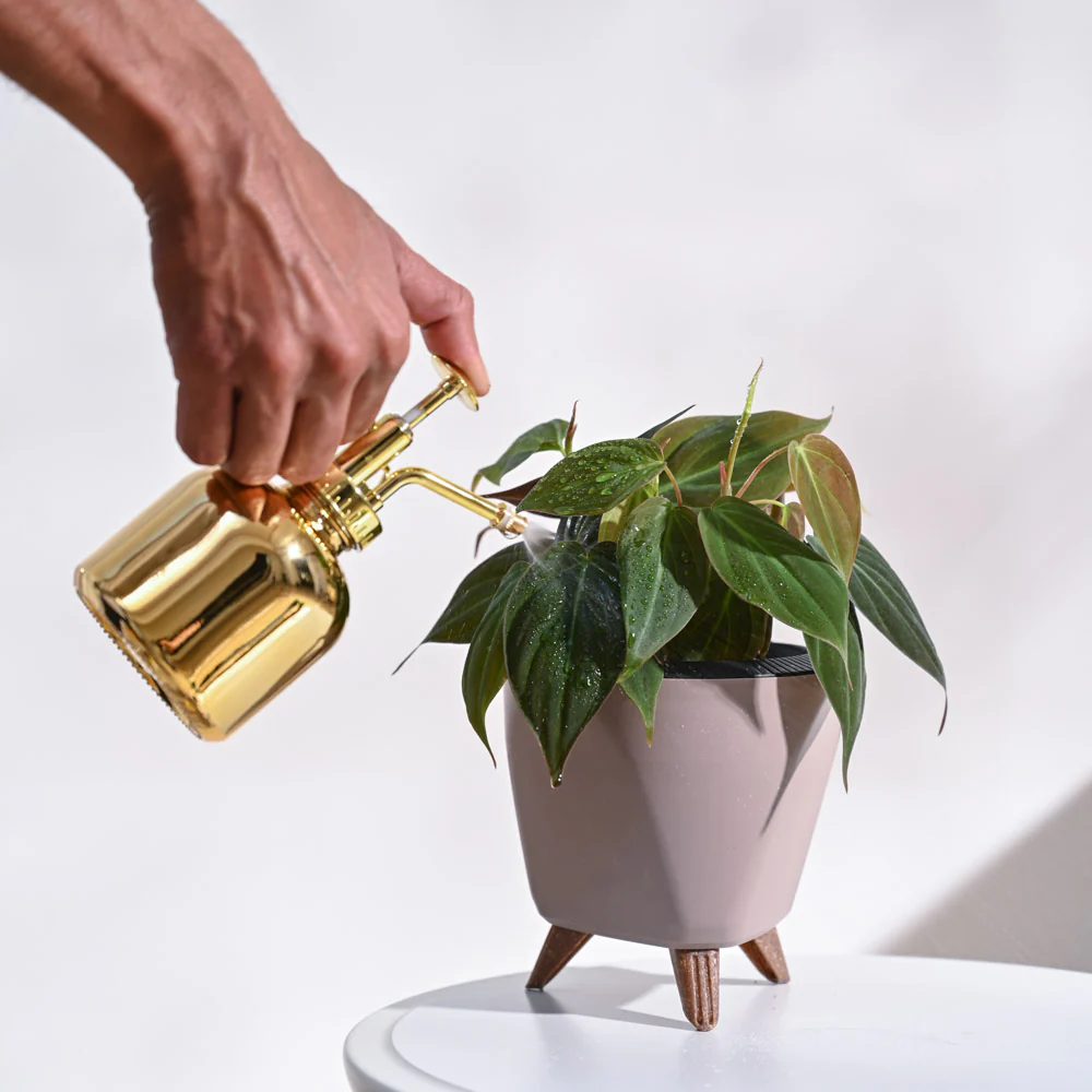 Philodendron Micans Plant - Image 80