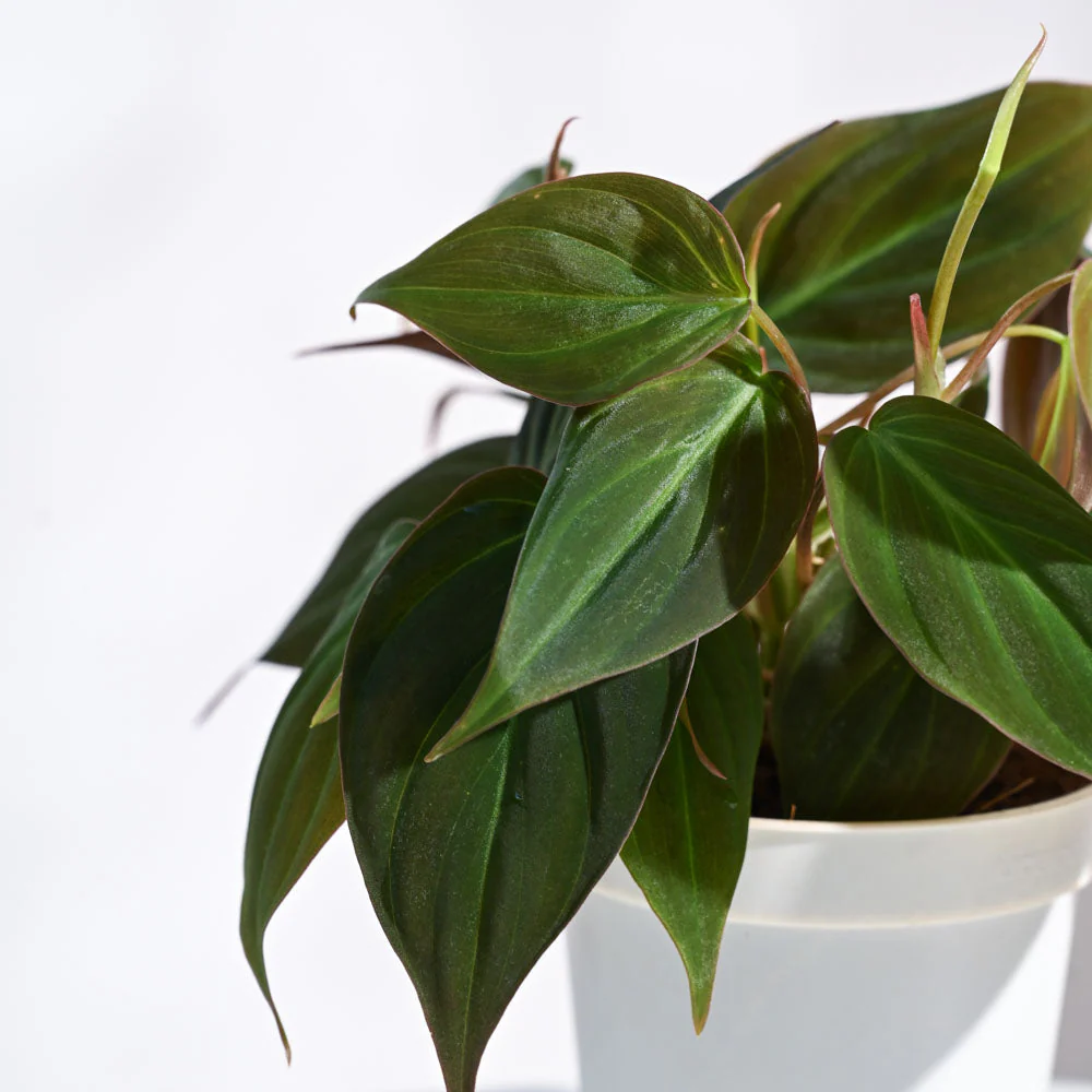 Philodendron Micans Plant - Image 82