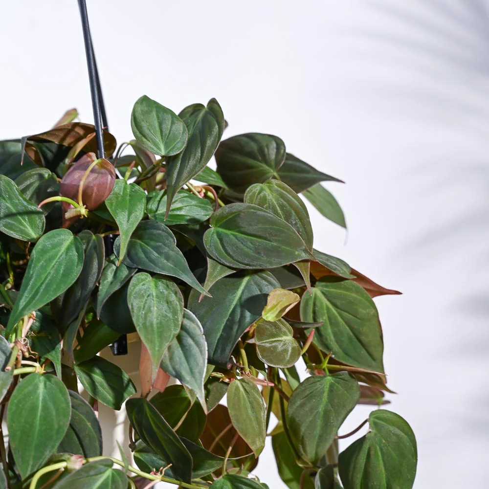 Philodendron Micans Plant With Hanging Pot - Image 2