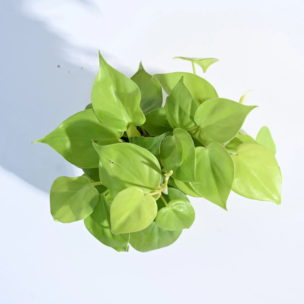 Philodendron Oxycardium Golden Plant - Image 110