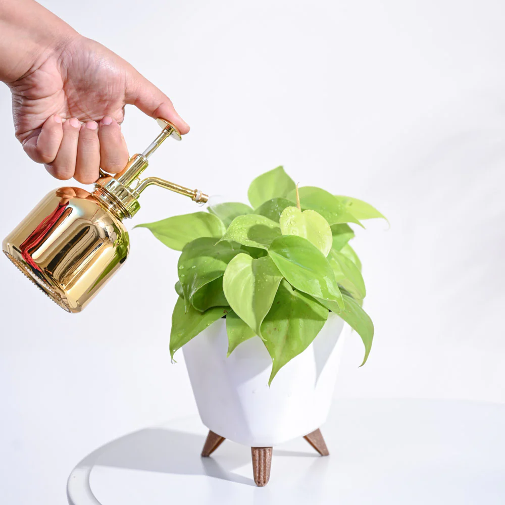Philodendron Oxycardium Golden Plant - Image 113