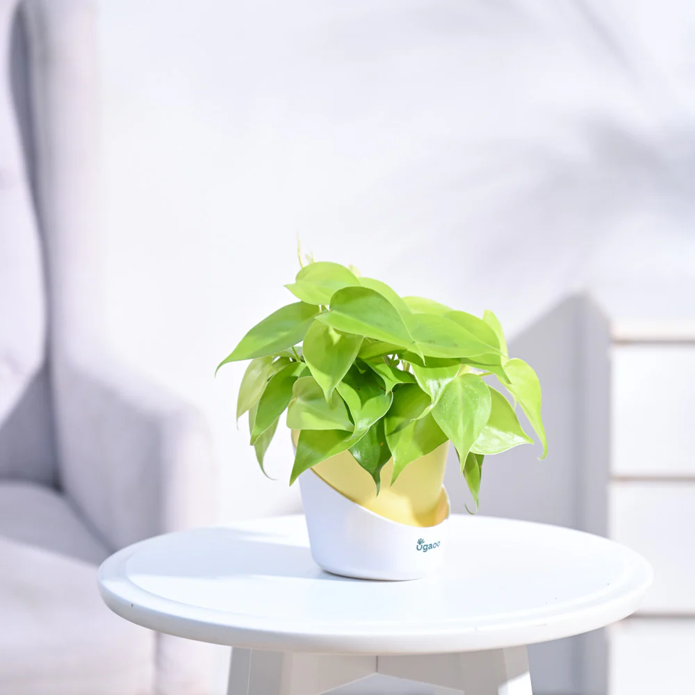 Philodendron Oxycardium Golden Plant - Image 18