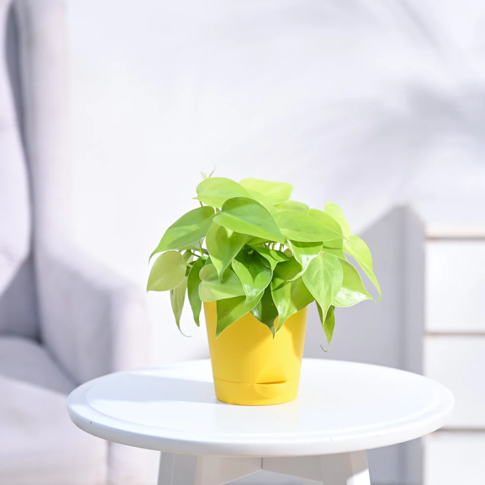 Philodendron Oxycardium Golden Plant - Image 24