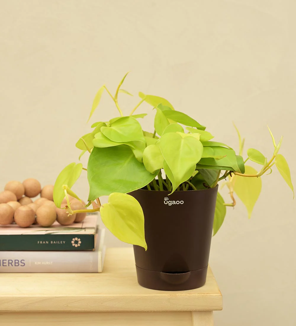 Philodendron Oxycardium Golden Plant - Image 3