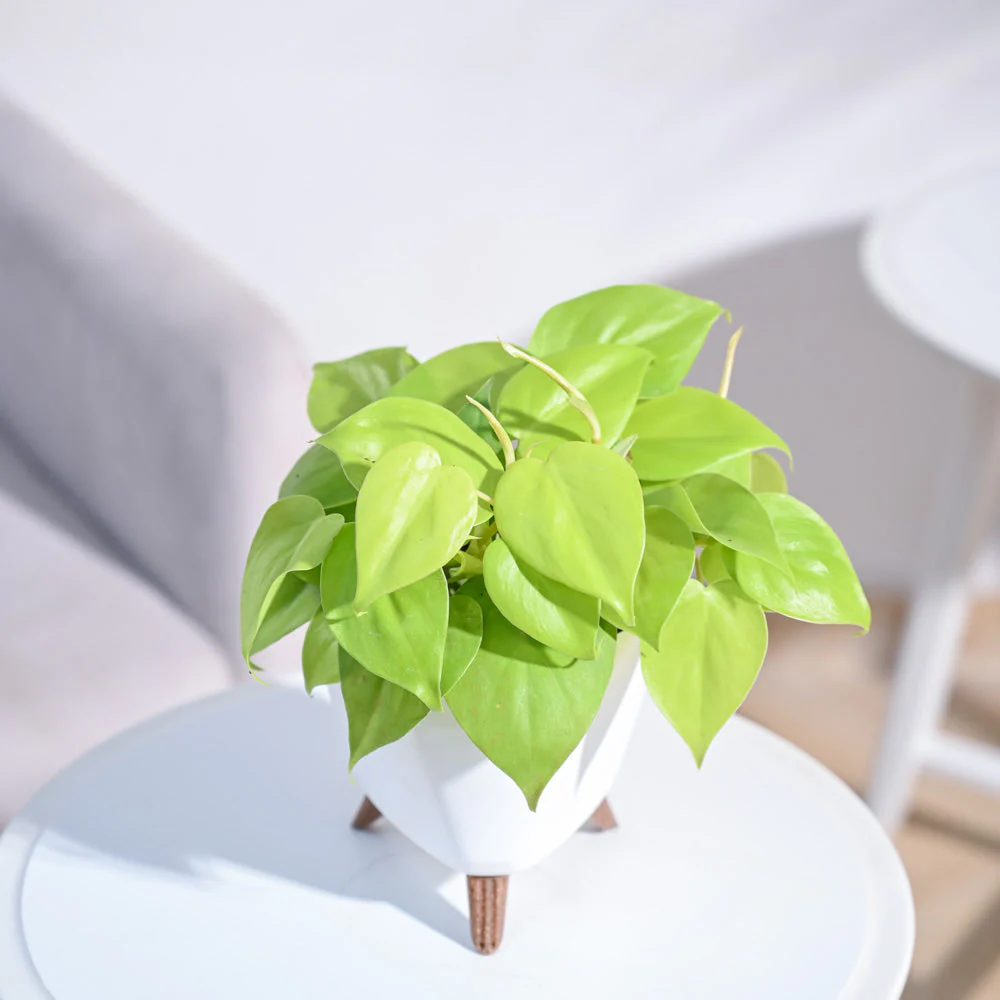 Philodendron Oxycardium Golden Plant - Image 60
