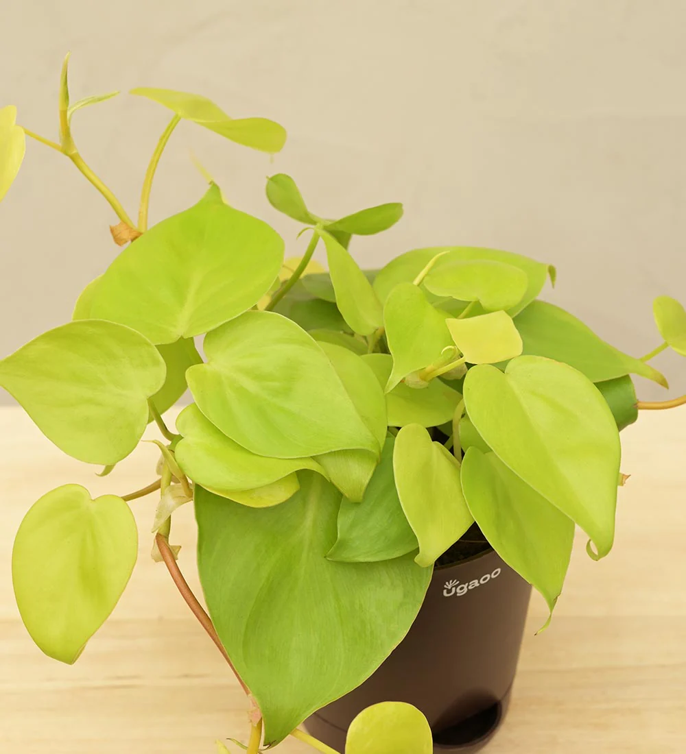 Philodendron Oxycardium Golden Plant - Image 7