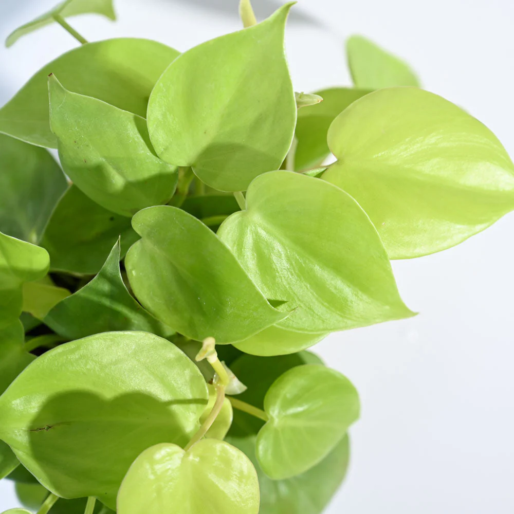 Philodendron Oxycardium Golden Plant - Image 79