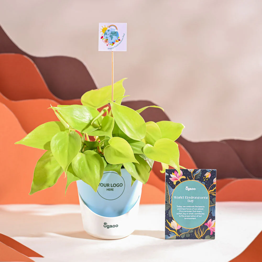 Philodendron Oxycardium Golden Plant For Environment Day Gifting - Image 20